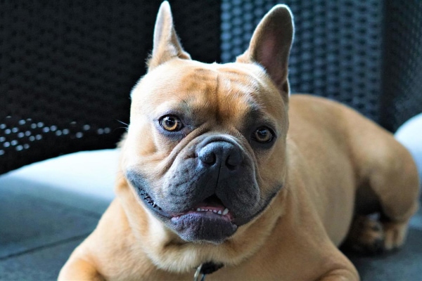 French Bulldog sitting on a patio.