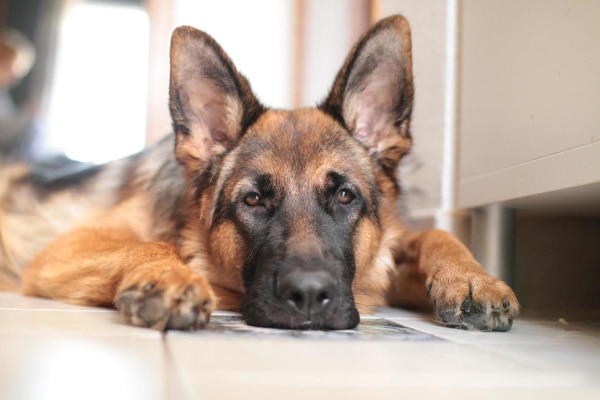 German Shepherd, a breed prone to anal furunculosis, laying on the floor looking sad