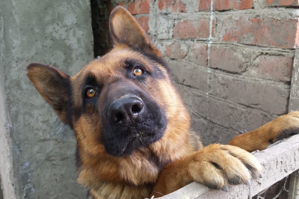 German Shepherd looking over a fence