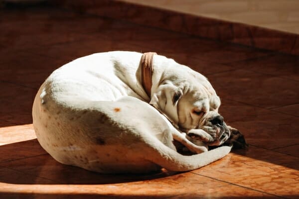 White boxer sleeping in the sun, photo