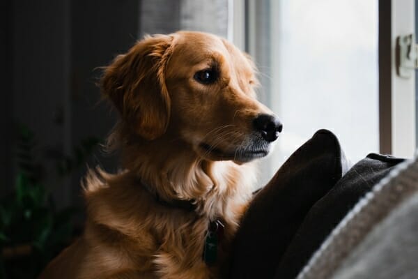 Golden Retriever on the couch looking out the window anxiously, photo