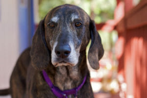 gabapentin and kidney disease dogs