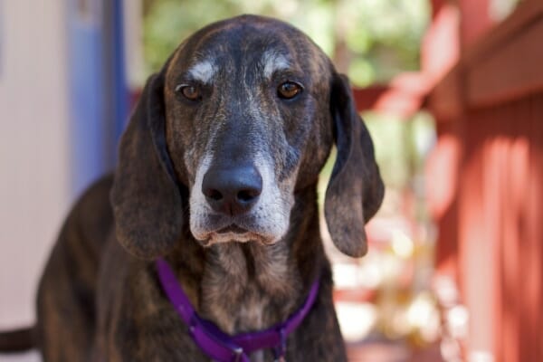 Senior hound on the front porch, photo
