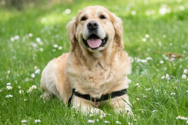 Golden Retriever in field of daisies, photo