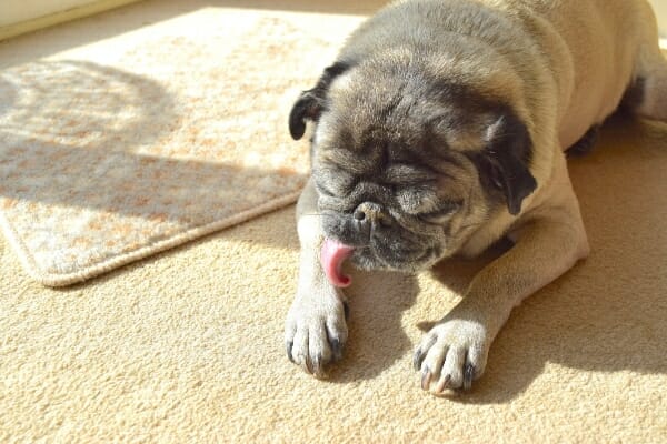 Pug laying on the carpet licking his paw, photo