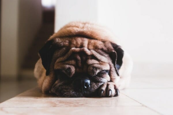 Pug sleeping on the tile floor, photo