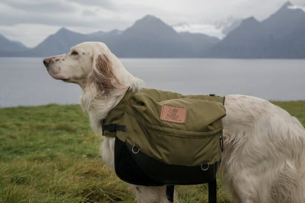 English Setter wearing a pack, outdoors at a lake, photo