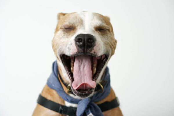 Pit Bull yawning at the camera, photo