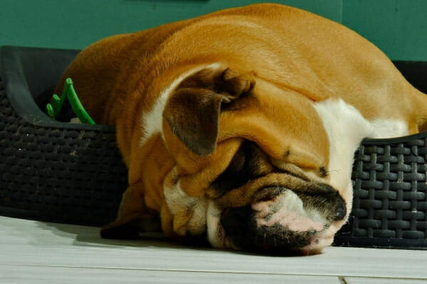 A bulldog sleeping, half falling out of his dog bed, as an example of being too sensitive to gabapentin