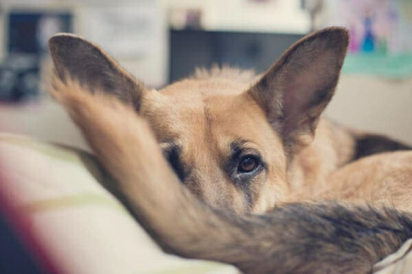 German Shepherd curled up and sleeping on a dog bed as an example of a side effect of gabapentin