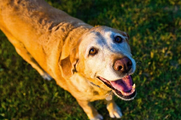 Senior yellow Labrador Retriever on gabapentin, playing in a grass field