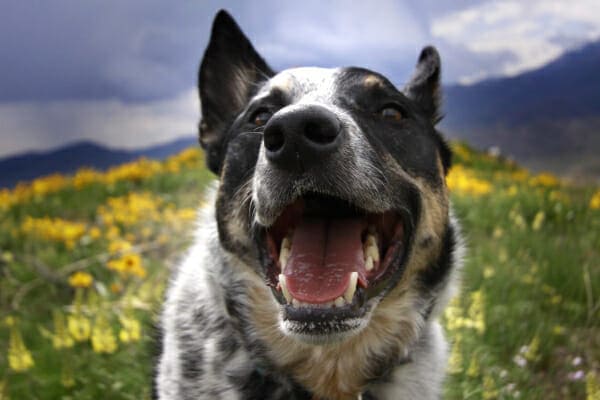 An Australian Cattle Dog panting happily in a field of yellow flowers, photo