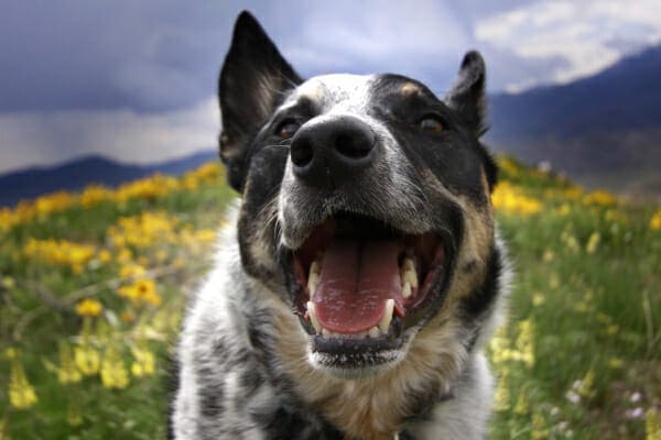 An Australian Cattle Dog on a good dose of gabapentin, panting happily in a field of yellow flowers