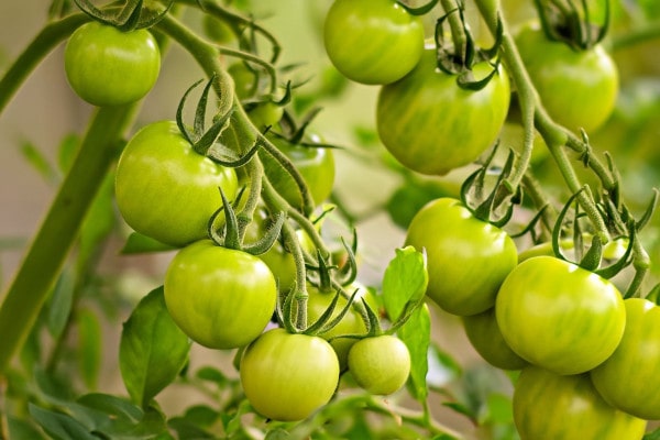 Green tomatoes on the vine which can be toxic to dogs