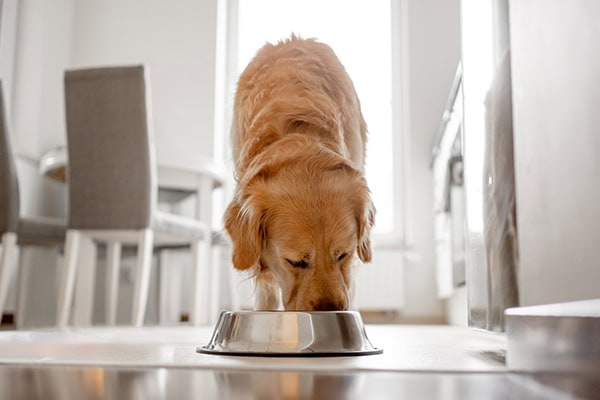 Dog eating out of a food bowl
