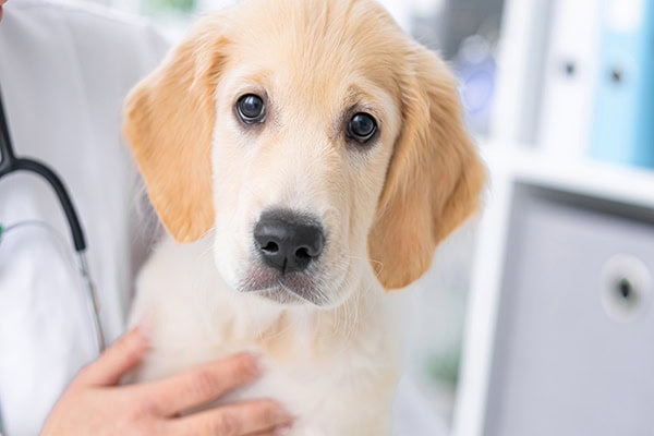 Puppy being examined by a veterinarian