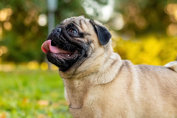 Pug, a brachycephalic breed that may be more gassy due to swallowed air, standing and panting outdoors