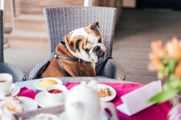 Bulldog sitting at a table looking at people food on plates