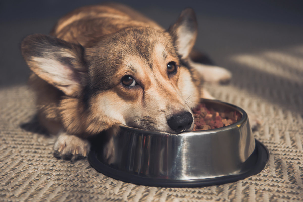 Dog with gastritis laying on his food bowl because of an upset stomach