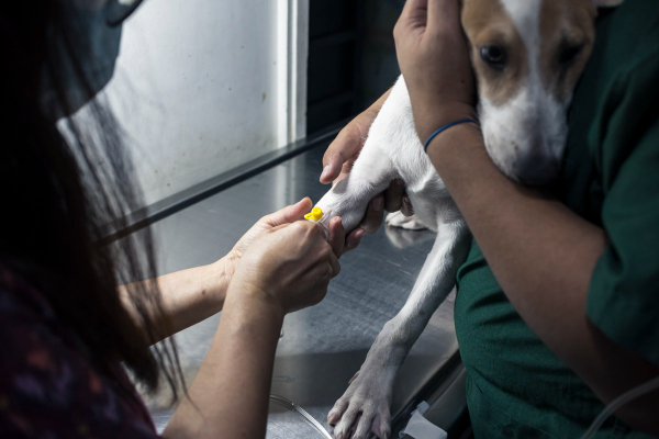 Dog getting intravenous fluids for gastritis