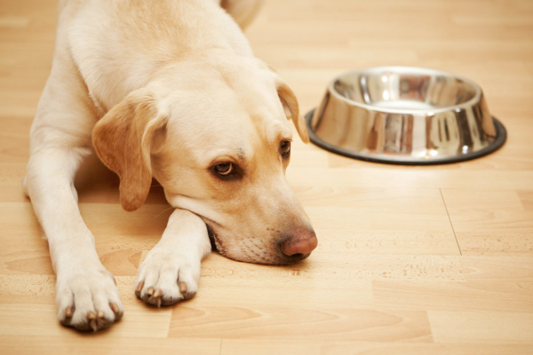 Dog with an empty food bowl next to him