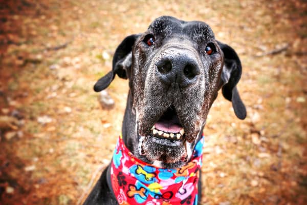 A happy-looking older Great Dane as an example of a breed at risk for bloat