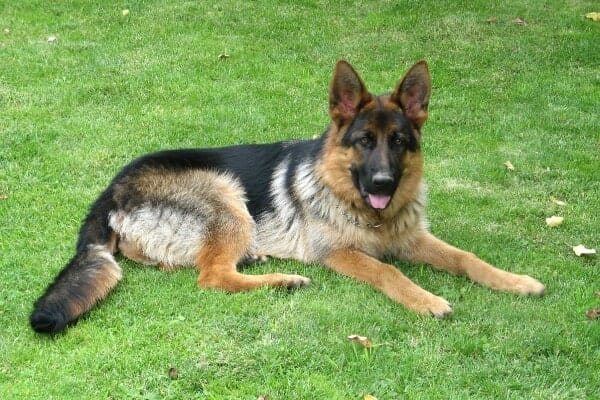 German Shepherd  dog— a breed at risk for degenerative myelopathy—lying in grass