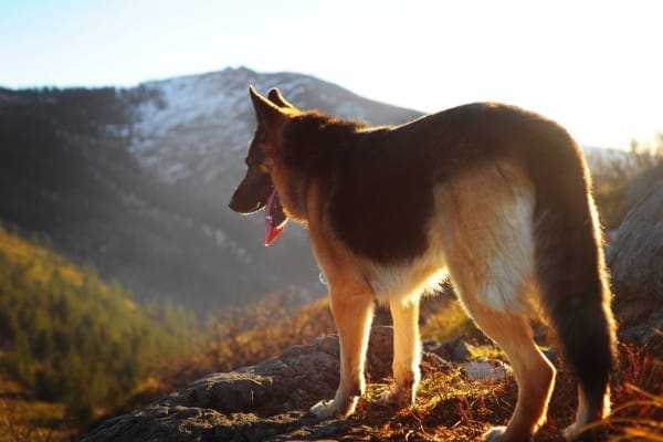 Healthy German Shepherd dog without hip dysplasia standing on hill
