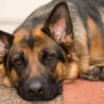 Intervertebral disc disease in aging dogs