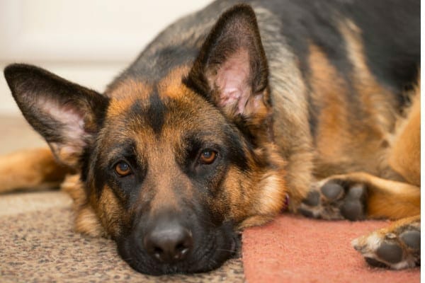 photo german shepherd as example of large breed dog with intervertebral disc disease