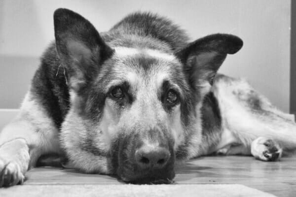 senior german shepherd lying on floor, photo