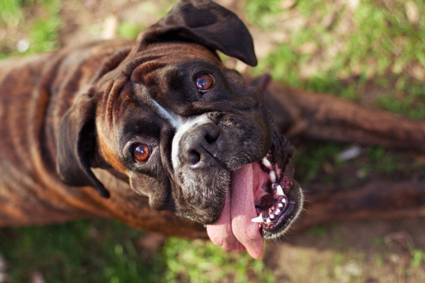 Boxer dog who is more prone to develop gingival hyperplasia