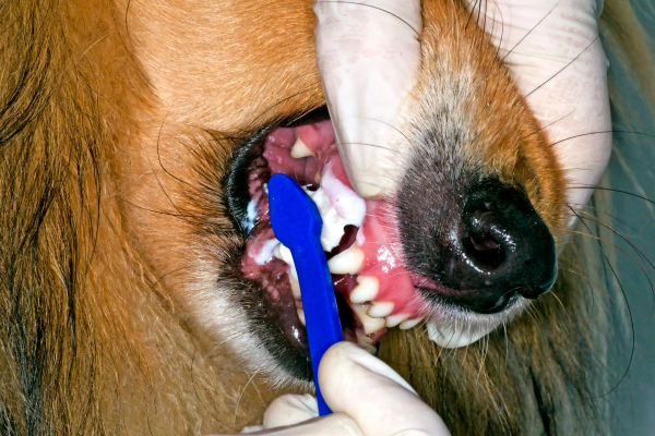 Hands brushing a dog's teeth to avoid gingival hyperplasia