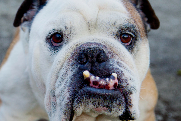 Bulldog with gingival hyperplasia