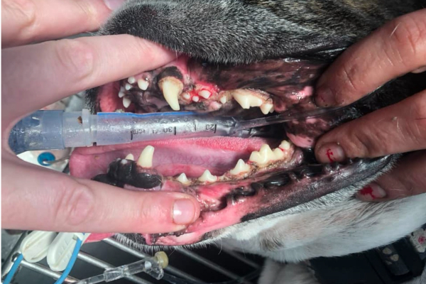 Dog with gingival hyperplasia after gingivectomy showing how the teeth have now been exposed