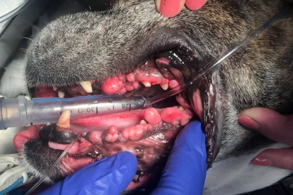 Close-up photo of dog with gingiva hyperplasia ready for gingivectomy