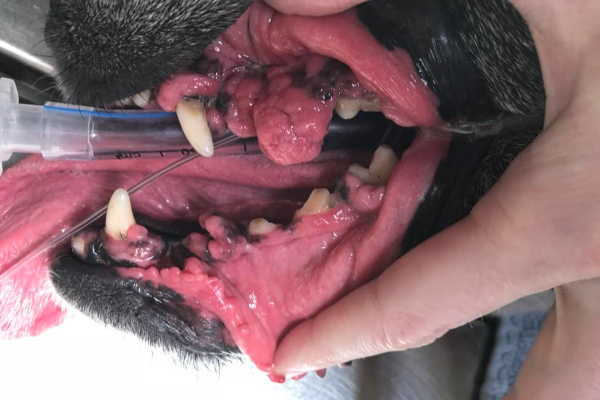 Close-up picture of dog's mouth showing gingival hyperplasia