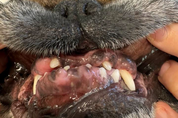 Dog with gingival hyperplasia