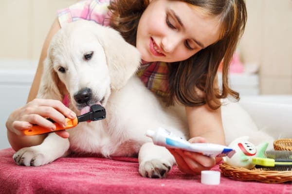 girl brushing dogs teeth using toothbrush and dog toothpaste