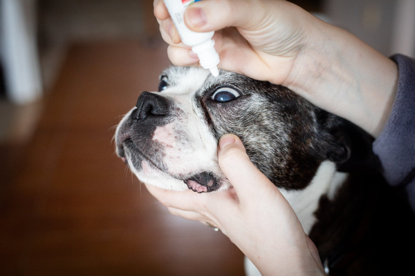 Owner applying an eye drop to a Boston Terrier.