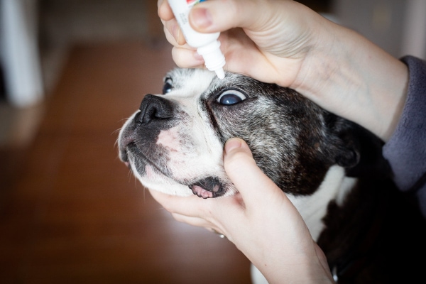 Senior Boston Terrier having an eye drop applied, photo