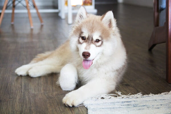 A Husky puppy — one breed that's more prone to developing narrow angle glaucoma—lying on the floor, photo