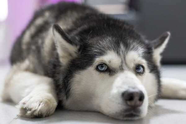 Husky—a dog breed that's more prone to developing closed angle glaucoma—lying down on the floor, photo