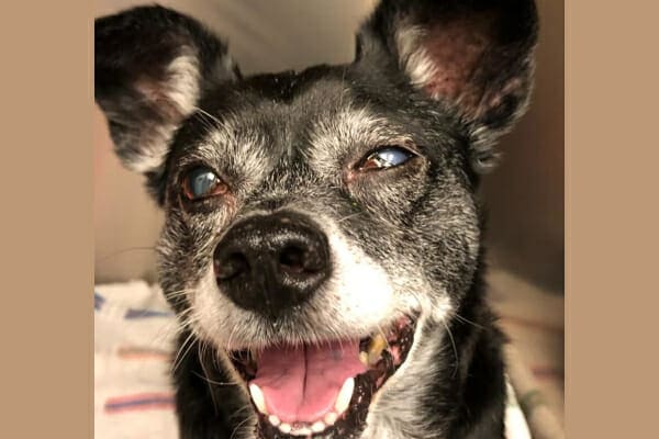 Senior Terrier mix with a squinted eye, photo