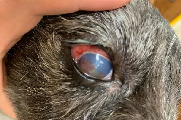 Senior Terrier mix with a very red eye, the eye is enlarged and the cornea is blue indicating glaucoma in dogs, photo