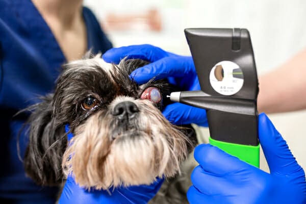 Shih Tzu with a very bulbous and inflamed eye, having a tonometry reading performed to determine if glaucoma in dogs is present, photo