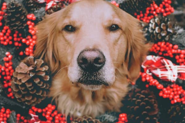 Golden Retriever's face surrounded by holiday plants, photo