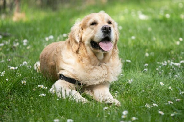 senior Golden Retriever ligger i en gresskledd eng, foto 