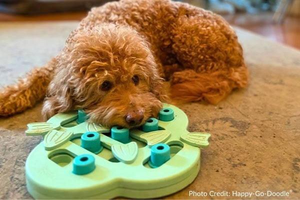 Older Goldendoodle with puzzle toy and photo credit HappyGoDoodle