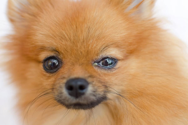 Pomeranian dog with goopy eye squinting